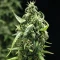 Graines féminisées de NYC Sour D Auto (Tyson S) (Royal Queen Seeds)