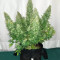 Original Auto Sour Diesel (Fast Buds)