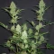 Princess Haze Feminized Seeds (Brothers Grimm Seeds)