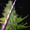 Semi femminizzati Purple Haze