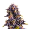 Purple Star Killer Seeds