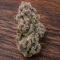 RS11 Seeds (Barney's Farm)