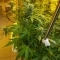 Scrambler Haze Seeds