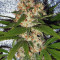 Silver LA feminized seeds