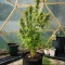 Strawberry Cough Auto Seeds