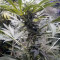 Graines de cannabis Three Blue Kings (Humboldt Seeds Organization)
