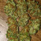 Venice Beach Afghan feminized seeds