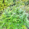 XXL Fem Mix Feminized Seeds (Seedstockers)