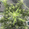 Strawberry Gorilla Auto cannabis strain