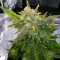Graines de cannabis Sweet Gelato Auto (Sweet Seeds)