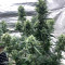 Tropicana Cookies Auto Seeds