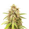 Unicorn Poop Feminized Seeds (Grow Barato)