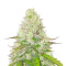 Quick One Auto Feminized Seeds from Royal Queen Seeds