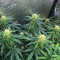 Semi Femminizzati Northern Lights 10 of 10 (Seedkeepers)