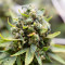 24K Gold (Herbies Seeds)