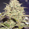 Auto Do-Si-Dos Cookies (00 Seeds)