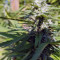 Blue OG cannabis strain