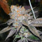 Brain Cake feminized seeds