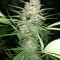 Chemdawg Seeds (Humboldt Seeds Organization)