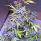 Cinderella XX (Brothers Grimm Seeds)