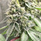 Dark Ghost Train (Rare Dankness Seeds)