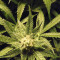 Killer Queen Regular seeds