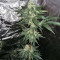 King Kong Seeds