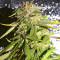 Semillas feminizadas LA Confidential (DNA Genetics)