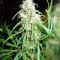 Malawi Breeders Pack Seeds