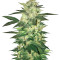 Master Kush (White Label)