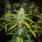 Mexican Sativa Seeds