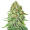Graines de cannabis Northern Lights Auto (White Label)