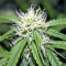 Mix Pack Seeds (Seedstockers)