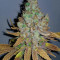 Purple Queen strain