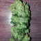 Ruderalis Skunk regular (Sensi Seeds)