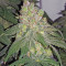 Sour Diesel (Reserva Privada)