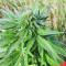 Super Skunk Autoflower (Seedstockers)