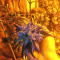 Tikal Seeds - Cannabis Strain Seeds for Sale