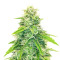 Big Bud Auto Feminized Seeds (Herbies Seeds USA)
