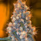 Blue Fire (Humboldt Seeds Organization)