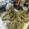 Bruce Banner Seeds (Flavour Chasers Seeds)