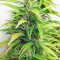 buy cbd lemon aid original sensible seeds