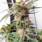 Critical Daddy feminized seeds