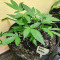 DDoS #33 Seeds (Herbies Seeds)