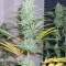 Euforia Seeds