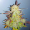 Grandmommy Purple Auto Feminized Seeds (Herbies Seeds)