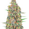 Green Love Potion feminized seeds