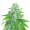 Green Ninja (Heavyweight Seeds)