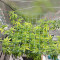 Lemon Drizzle Seeds (Barney's Farm)