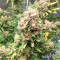 Mac Feminized Seeds